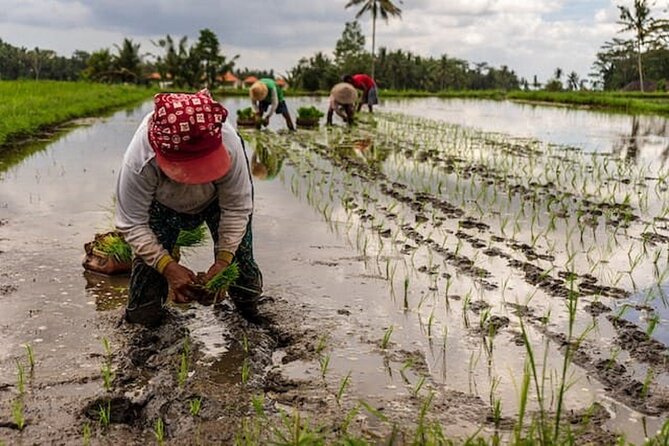 Ubud: Downhill Cycling with Volcano, Rice Terraces and Meal - The local school and a look at community life