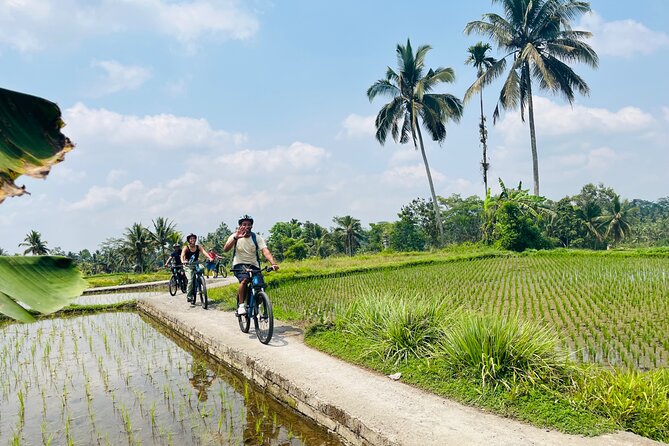 Ubud eBikes Tour to Tegallalang Rice Terrace - Tegallalang Rice Terrace and lunch above the fields