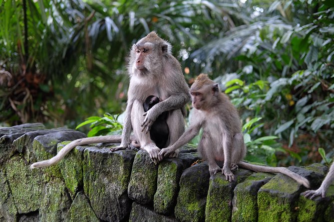 Ubud Experience ; Swing, Waterfalls, Art Market, Rice Terrace - Kumulilir and the swing stop