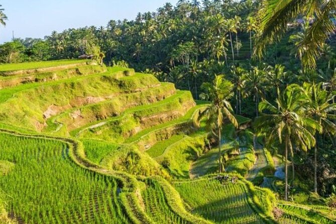 Ubud Full Day Tour Waterfall Monkey Forest Rice Terrace - Understanding Tirta Empul Temple