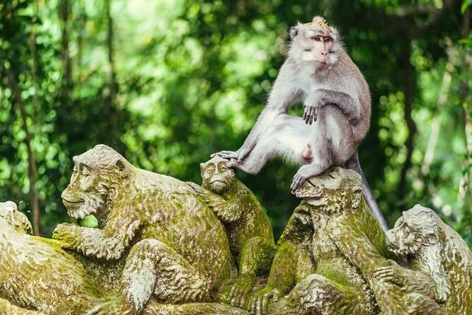 Ubud Full Day Tour Waterfall Monkey Forest Rice Terrace - Who should book this Ubud route