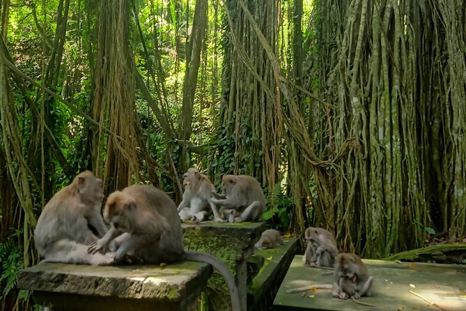 Ubud Guided Tour Monkey Forest, Waterfall, Temple & Rice Terrace. - Why this private Ubud day works