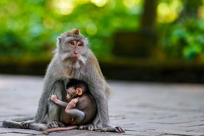 Ubud Highlight: Best of Ubud Private Day Tour with Local Guide - One private route through Ubud’s countryside