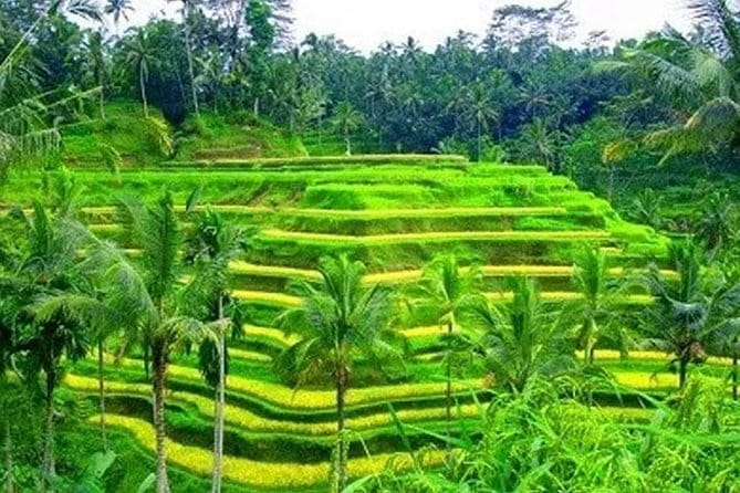 Ubud: Holy Water Temple, Volcano View, Rice Terrace, MonkeyForest - What this Ubud day covers