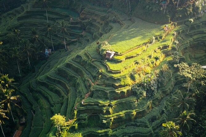 Ubud Iconic Full Day Tour Monkey Forest Rice Terraces Waterfalls - Ending at Tegenungan Waterfall