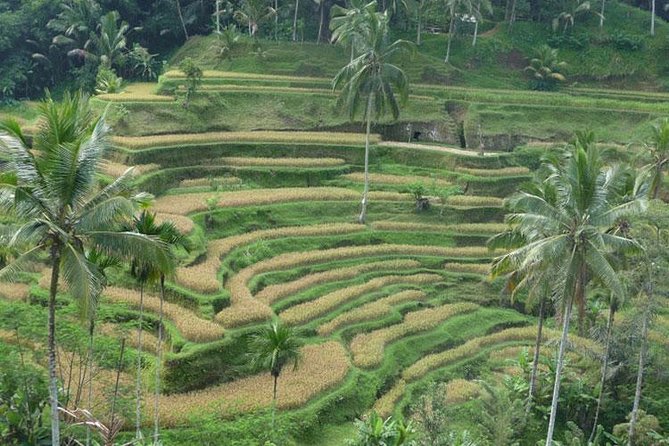 Ubud Kintamani Tour - Starting with the Barong and Kris dance