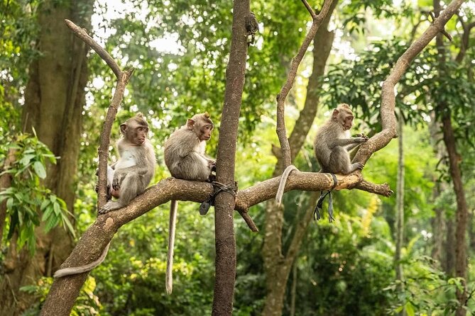 Ubud Monkey Forest - Rice Terrace - Jungle Swing - Water Temple - A full Ubud sampler from the coast
