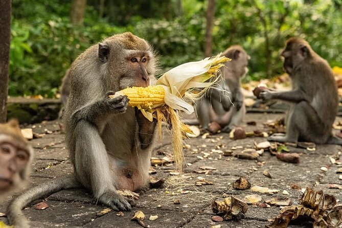Ubud Monkey Forest - Rice Terrace - Jungle Swing - Water Temple - Tegalalang Rice Terrace: farms shaped by water
