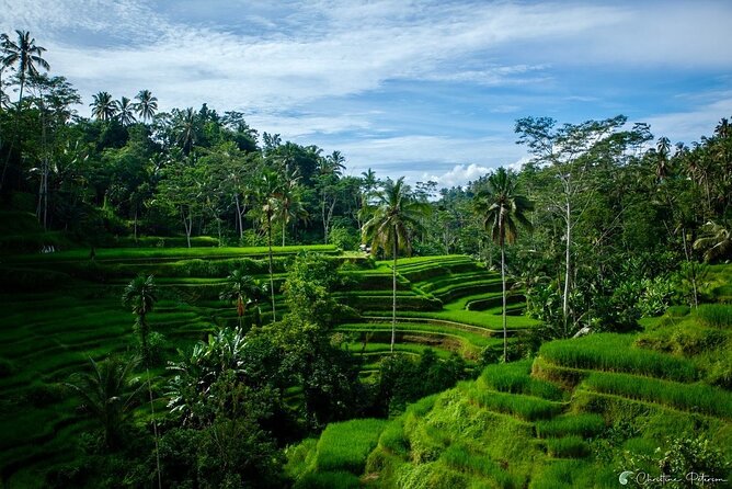 Ubud Monkey Forest - Rice Terrace - Jungle Swing - Water Temple - Tegenungan Waterfall: your chance to get wet
