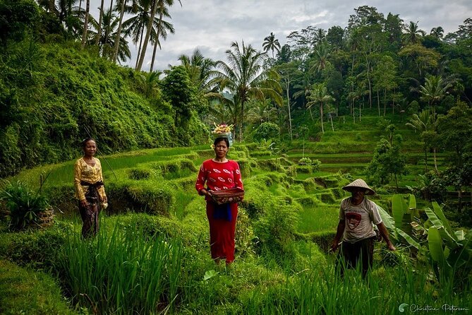 Ubud Monkey Forest - Rice Terrace - Jungle Swing - Water Temple - Tirta Empul: holy water and proper temple conduct