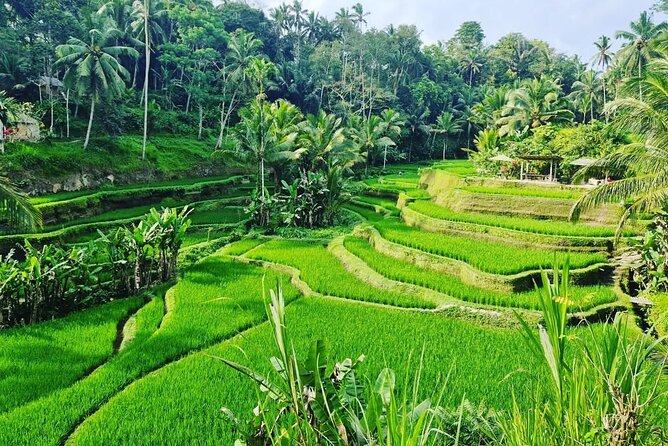 Ubud Monkey Forest - Rice Terrace - Jungle Swing - Water Temple - What the $32.40 price really covers