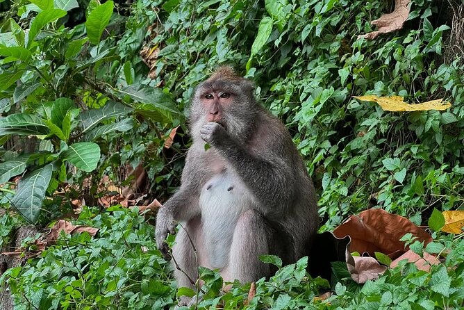 Ubud Monkey Forest - Rice Terrace - Jungle Swing - Water Temple - The Sacred Monkey Forest: close encounters with rules
