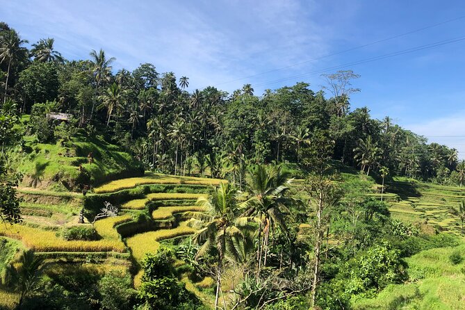 Ubud : Monkey Forest, Rice Terrace, Waterfall, Swing - Starting among the monkeys at Sacred Monkey Forest