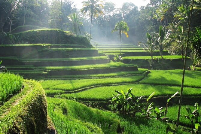 Ubud: Monkey Forest, Rice Terraces and Jungle Swing Tour - The driver can make or break the long day