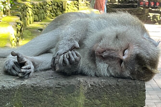 Ubud Private Nature and Temple Tour - A full day built around Ubud’s most varied sights