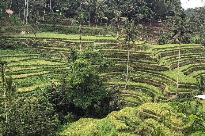 Ubud Private Tour : Best Of Ubud - Guided Tour - Finishing at Ulu Petanu Waterfall
