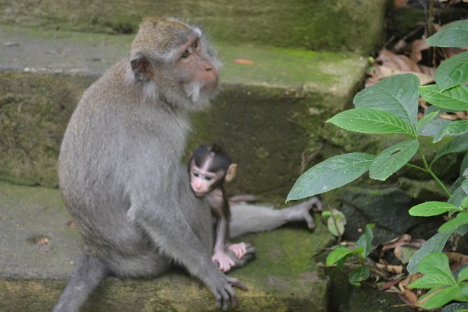 Ubud Private Tour : Choice Your Own Trip - Tegenungan Waterfall: A Quick Nature Break