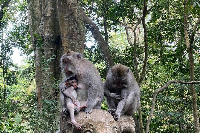 Ubud Private Tour: Monkey Forest, Rice Terrace, Temple, Waterfall - Why this private Ubud route works