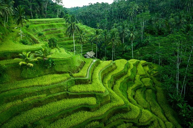 Ubud Private Tours with Jungle Swing Experience - all inclusive - What the $60 price really buys you