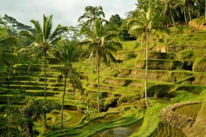 UBUD Spring Temple, Waterfall, Rice Terraces Private Tour - Taking in Tegalalang Rice Terrace