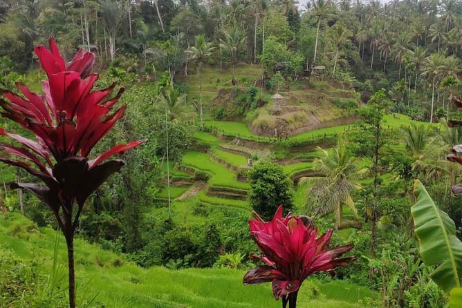 UBUD Spring Temple, Waterfall, Rice Terraces Private Tour - Cooling off at Ulu Petanu Waterfall