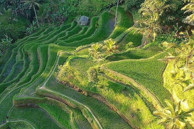 Ubud: Swing - Monkey Forest - Waterfall - Temple - Rice Terraces - Art Crafts - Tirta Empul Temple, a place of active religious practice