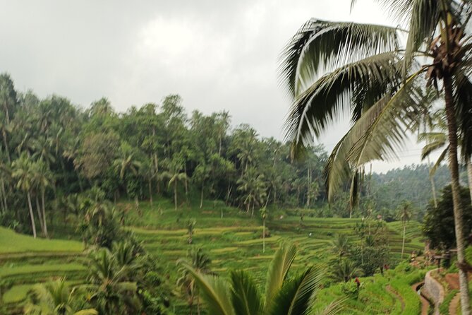 UBUD : Temple and Waterfall All Inclusive Day Tour - Coffee and lunch stops: useful, but not included