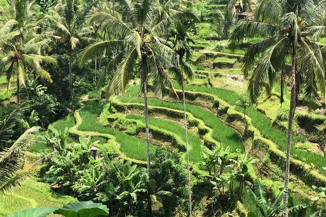 Ubud Temples, Waterfalls, Rice Terraces & Balinese Culture - Seeing the stepped fields at Tegalalang