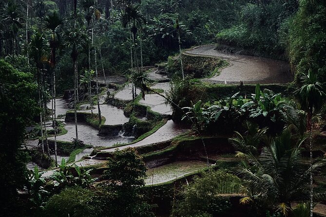 Ubud Top Tours to Discover Bali’s Cultural and Natural Wonders - Sacred Monkey Forest, temples under the trees