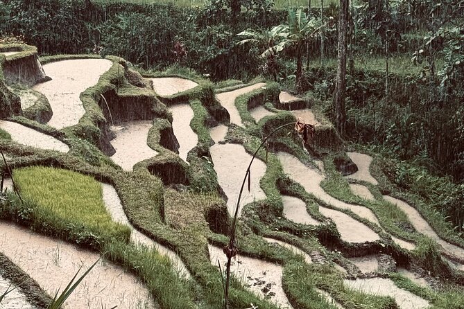 Ubud Top Tours to Discover Bali’s Cultural and Natural Wonders - The private driver is the real difference