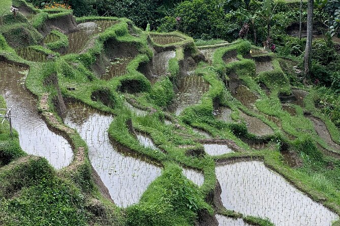 Ubud Top Tours to Discover Bali’s Cultural and Natural Wonders - How the eight to ten hours may feel