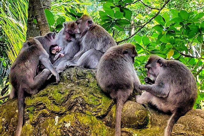 Ubud Tour - Highlight of Ubud - Traditional Tour - FAQ
