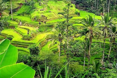 Ubud Tour with all includes