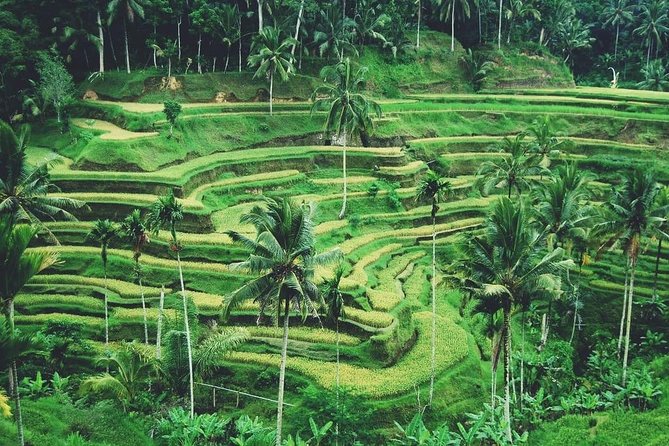 Ubud Trip, The Best of Ubud in a day - All Inclusive - Tegenungan Waterfall to finish the nature portion