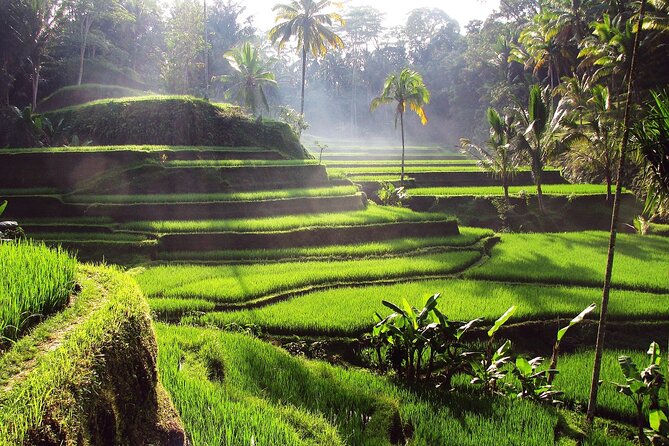 Ubud: Waterfall, Rice Terraces, and Monkey Forest Private Tour - The luwak coffee plantation stop