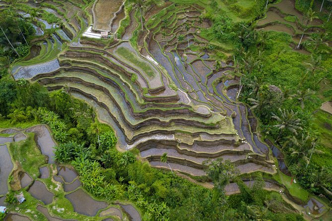 Ubud White Water Rafting, Rice Terrace and Jungle Swing - The coffee plantation stop adds a quieter pause