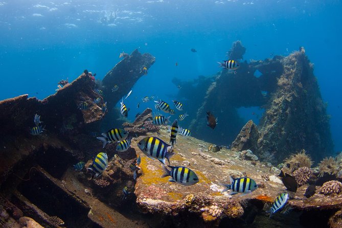 USS Liberty Shipwreck Scuba Diving at Tulamben Bali - Why the USS Liberty is worth the long road from Nusa Dua
