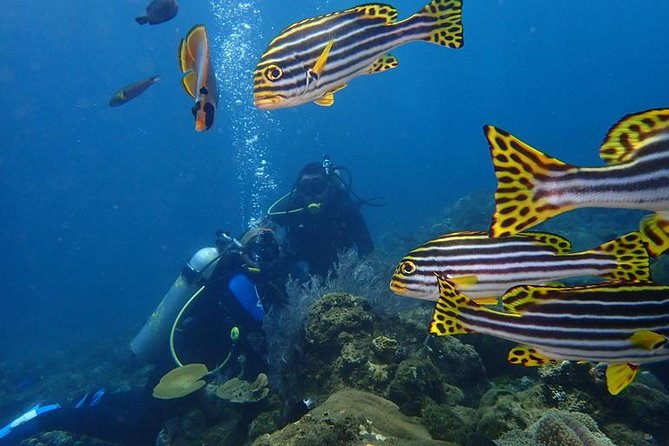 USS Liberty Shipwreck Scuba Diving at Tulamben Bali - How the guides affect the day