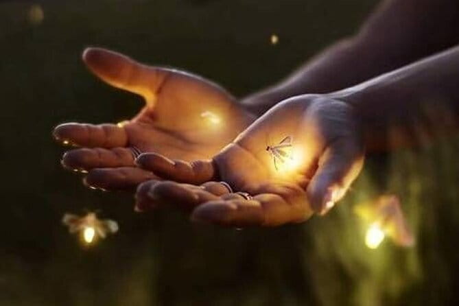 VIllage Firefly Night Tour - Ubud Bali - Key points to know before booking