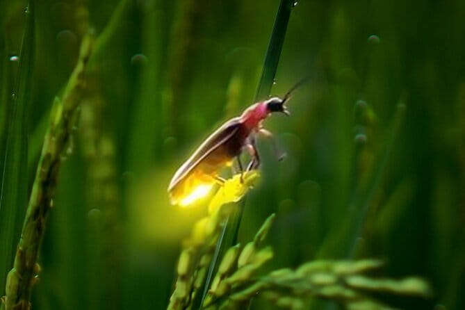 VIllage Firefly Night Tour - Ubud Bali - The firefly walk is beautiful when nature cooperates
