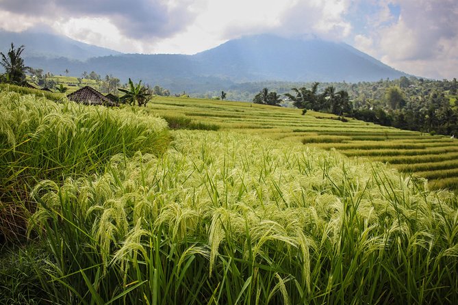 West Bali Tour: Taman Ayun, Ulun Danu Beratan, Jatiluwih Rice Terrace, Tanah Lot - Jatiluwih Rice Terrace is the day’s best walking stop