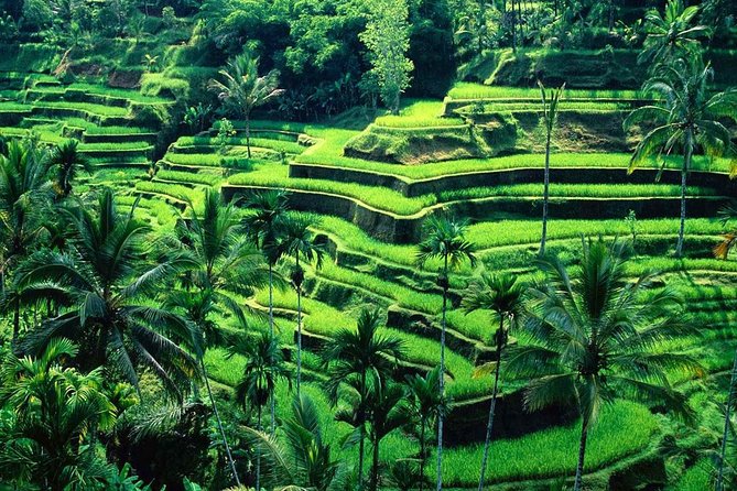 Wonderful Of Ubud Tours - One long day through Ubud’s best-known sights